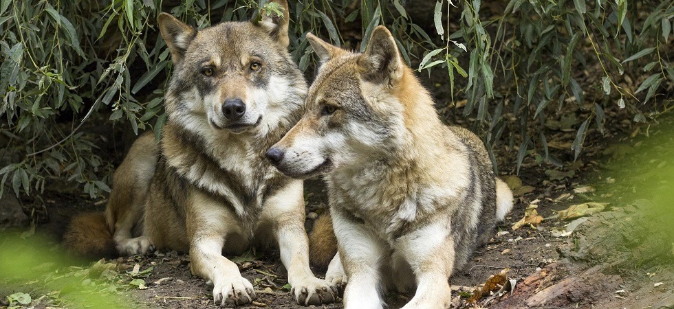 La prima coppia di lupi avvistata a Fiavè: una serata per fare informazione